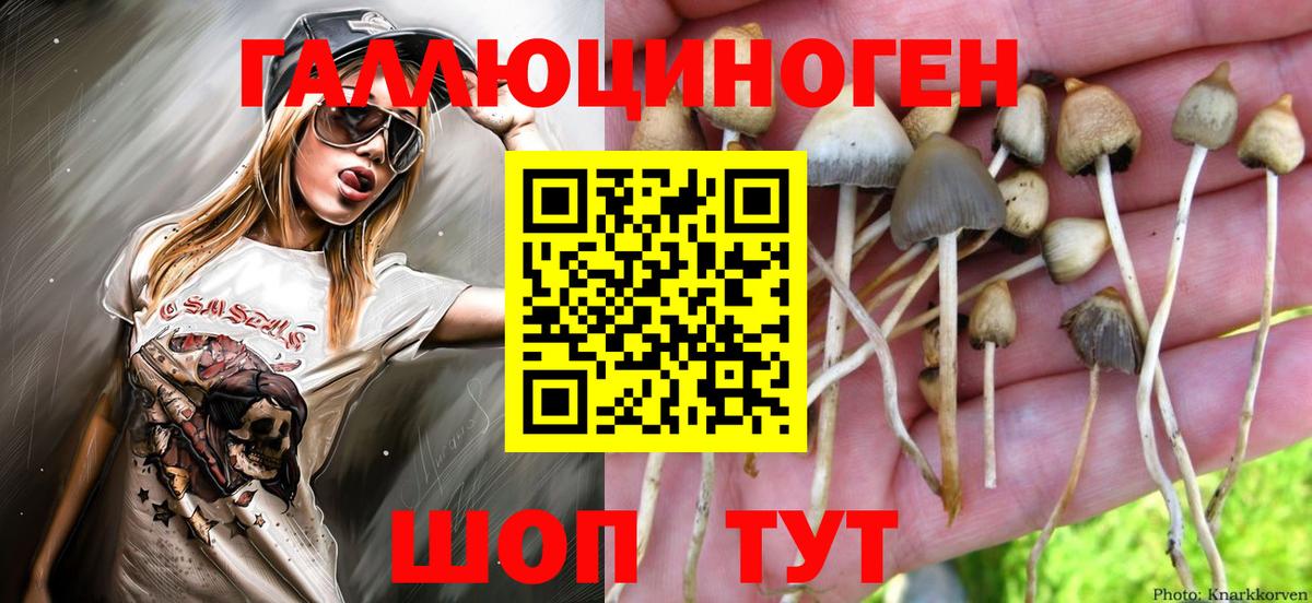 Галлюциногенные грибы Psilocybe Бахчисарай